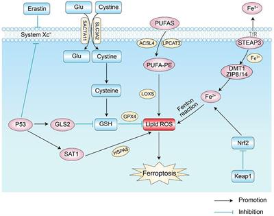 The molecular mechanism of ferroptosis and its role in COPD